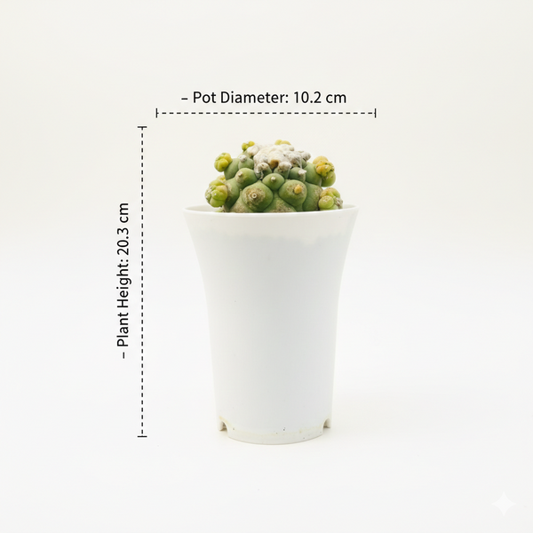 Lophophora fricii cv tubercles