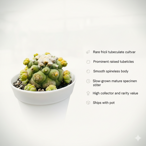 Lophophora fricii cv tubercles