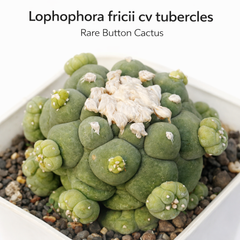 Lophophora fricii cv tubercles