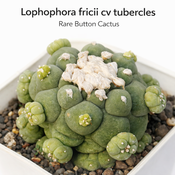 Lophophora fricii cv tubercles