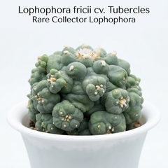 Lophophora fricii cv tubercles