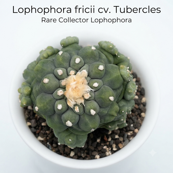 Lophophora fricii cv tubercles