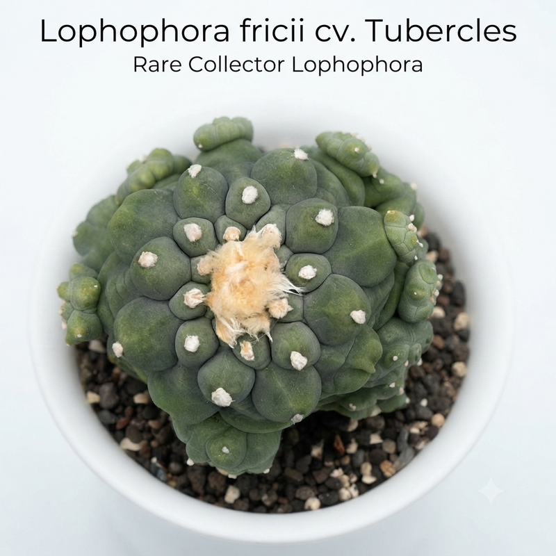 Lophophora fricii cv tubercles