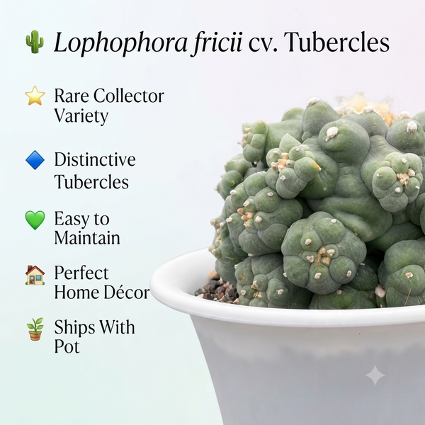 Lophophora fricii cv tubercles