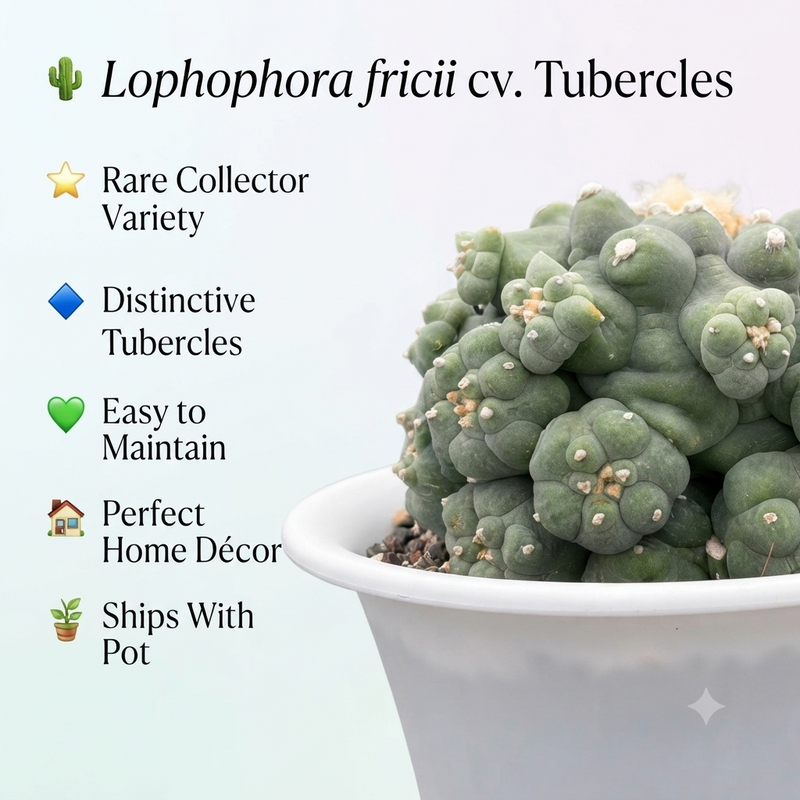 Lophophora fricii cv tubercles