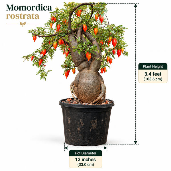Momordica rostrata
