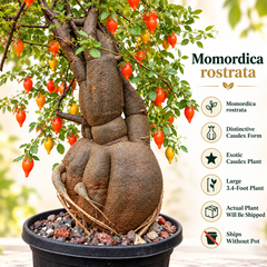 Momordica rostrata
