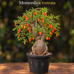 Momordica rostrata
