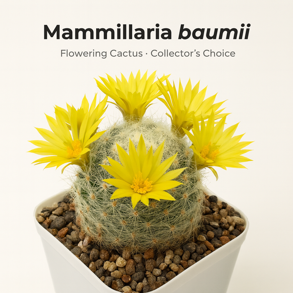 Mammillaria baumii_cactus_beauty