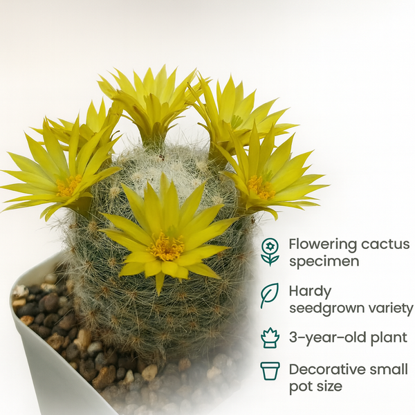 Mammillaria baumii_cactus_beauty