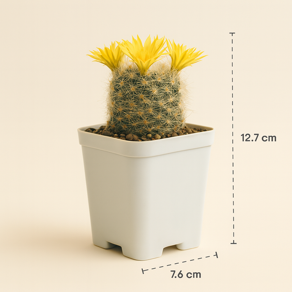 Mammillaria baumii_cactus_beauty