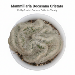 Mammillaria bocasana cristata