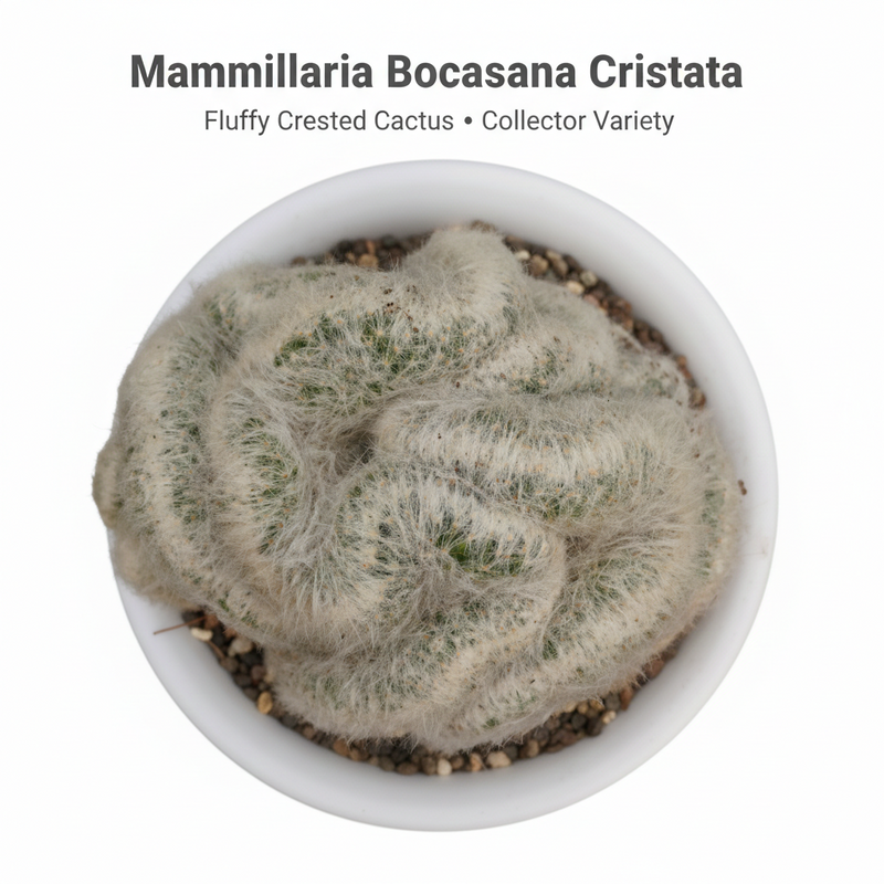 Mammillaria bocasana cristata