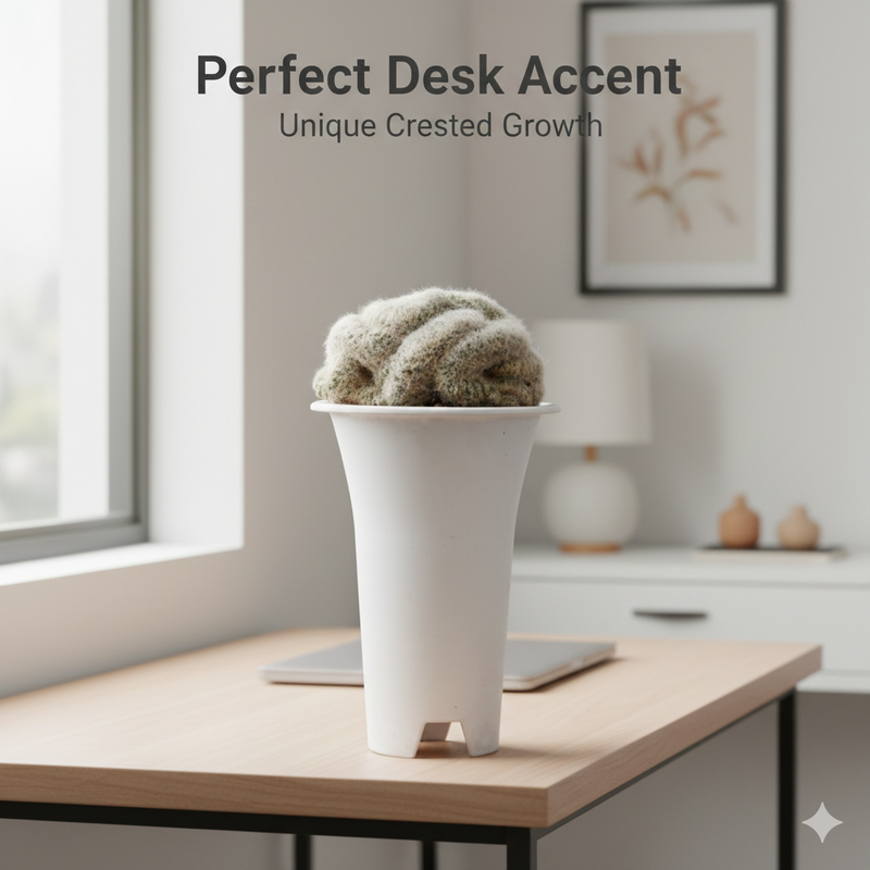 Mammillaria bocasana cristata