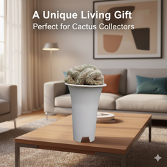 Mammillaria bocasana cristata