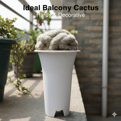 Mammillaria bocasana cristata