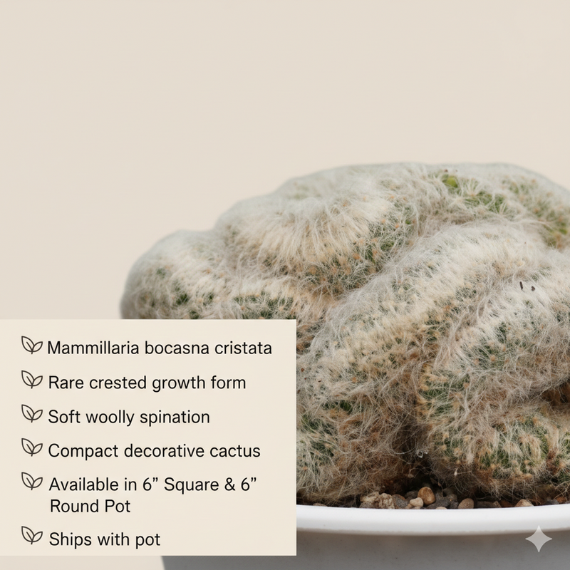 Mammillaria bocasana cristata