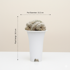 Mammillaria bocasana cristata