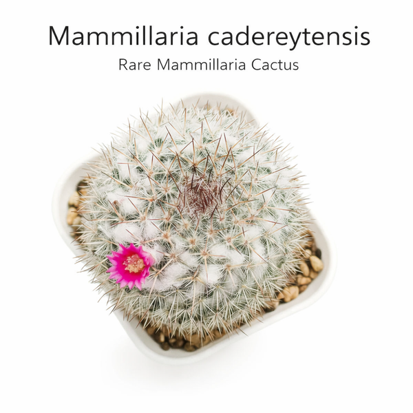 Mammillaria cadereytensis