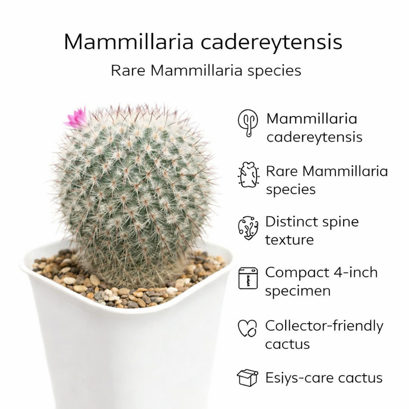 Mammillaria cadereytensis