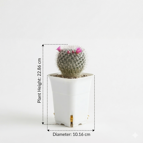 Mammillaria cadereytensis