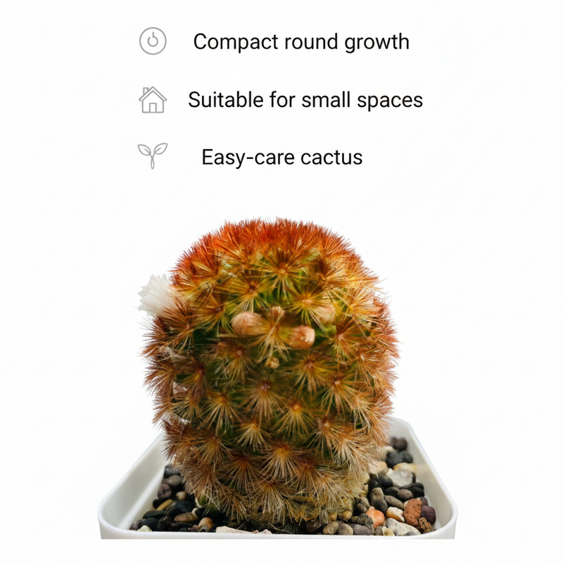 Mammillaria carmenae