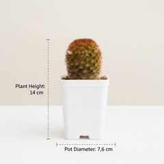 Mammillaria carmenae