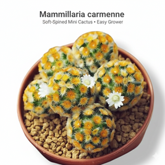 Mammillaria carmenae