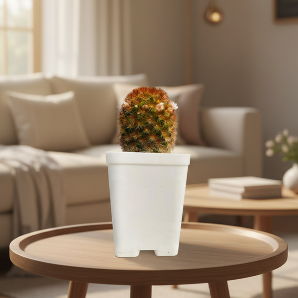 Mammillaria carmenae