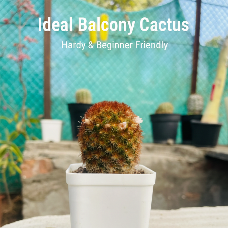 Mammillaria carmenae