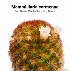 Mammillaria carmenae