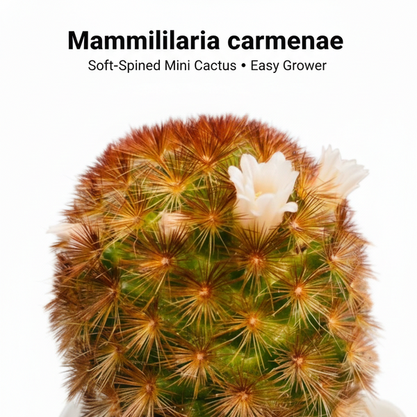 Mammillaria carmenae