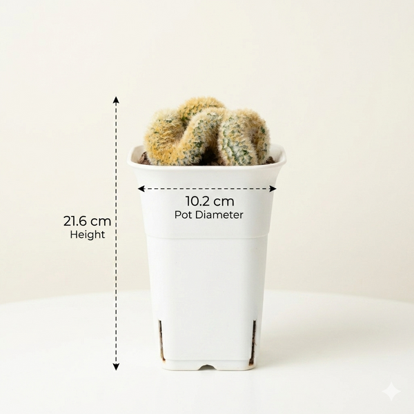 Mammillaria carmenae cristata