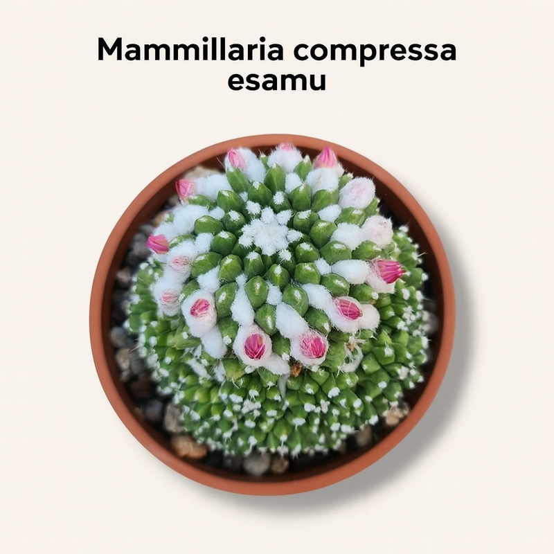 Mammillaria compressa esamu_indoor cactus
