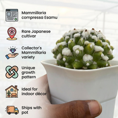 Mammillaria compressa esamu Japanese