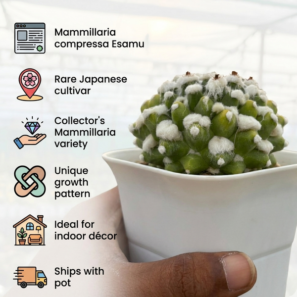 Mammillaria compressa esamu Japanese