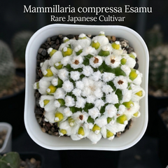 Mammillaria compressa esamu Japanese