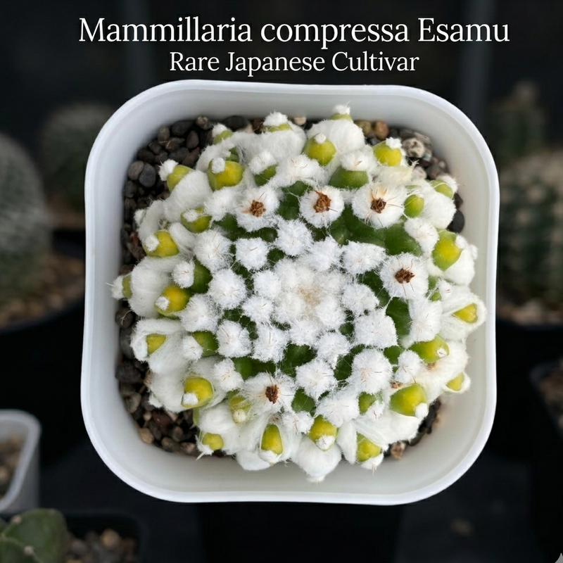 Mammillaria compressa esamu Japanese