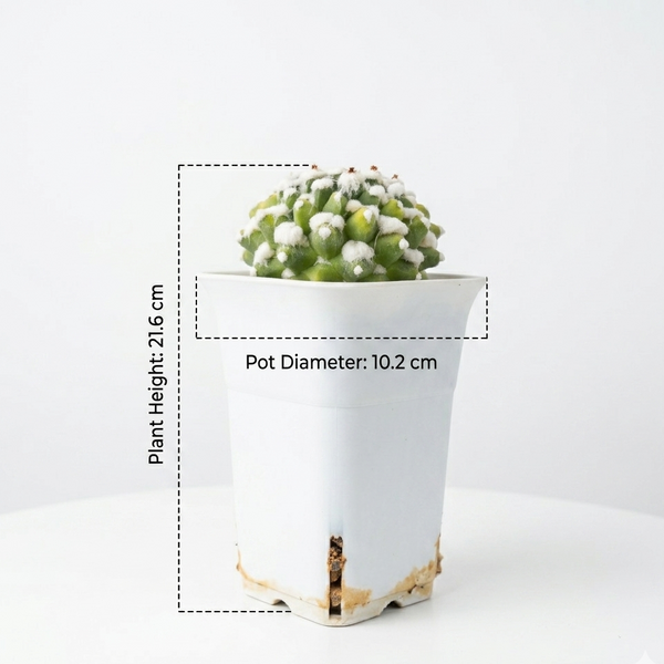 Mammillaria compressa esamu Japanese