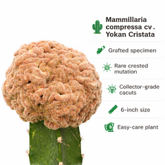 Mammillaria compressa cv. Yokan Cristata
