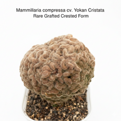Mammillaria compressa cv. Yokan Cristata