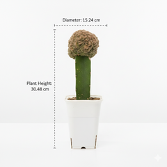Mammillaria compressa cv. Yokan Cristata