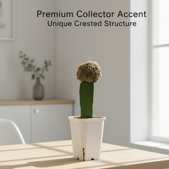 Mammillaria compressa cv. Yokan Cristata