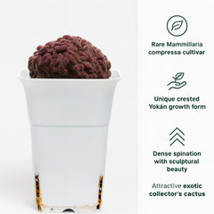 Mammillaria compressa cv. Yokan Cristata