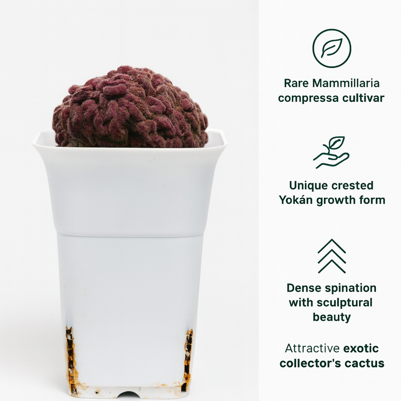 Mammillaria compressa cv. Yokan Cristata