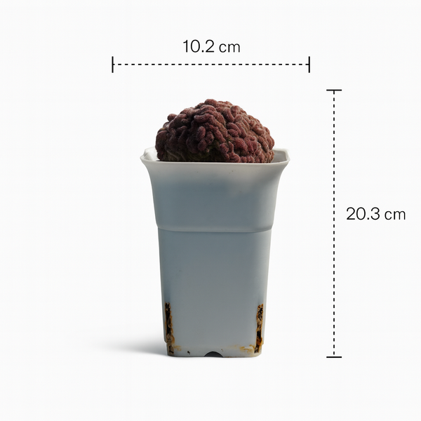 Mammillaria compressa cv. Yokan Cristata