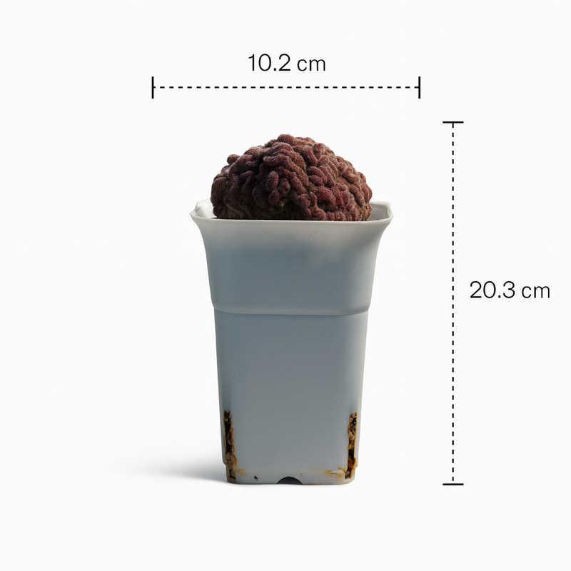 Mammillaria compressa cv. Yokan Cristata