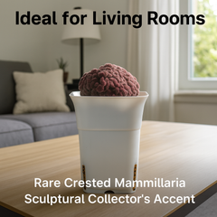 Mammillaria compressa cv. Yokan Cristata