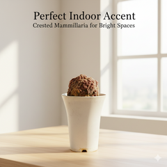 Mammillaria compressa cv. Yokan Cristata