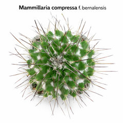 Mammillaria compressa f. bernalensis
